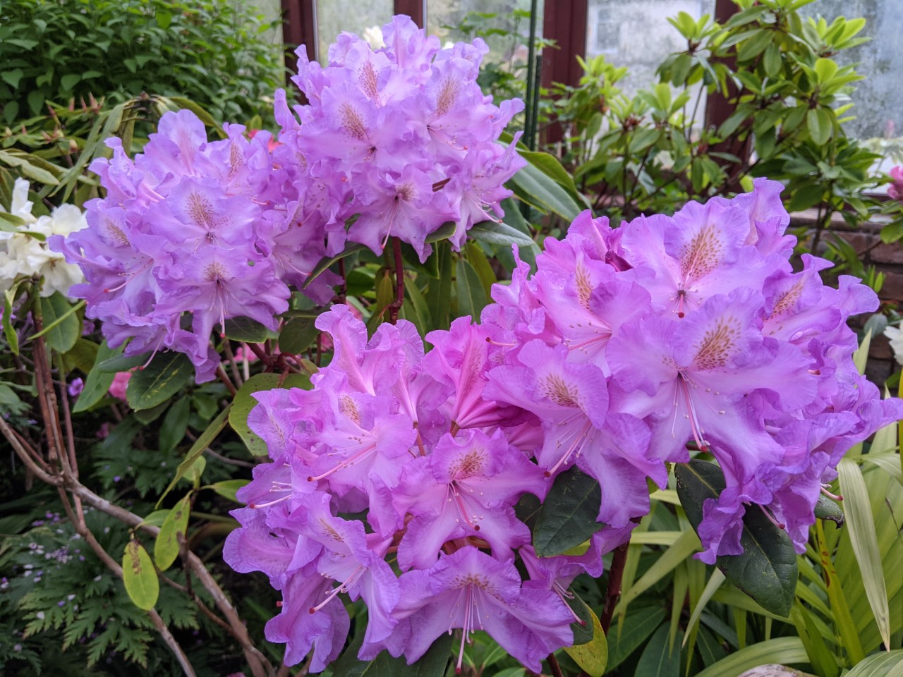 Unnamed hybrid seedling